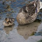 Entenmutter mit Jungem