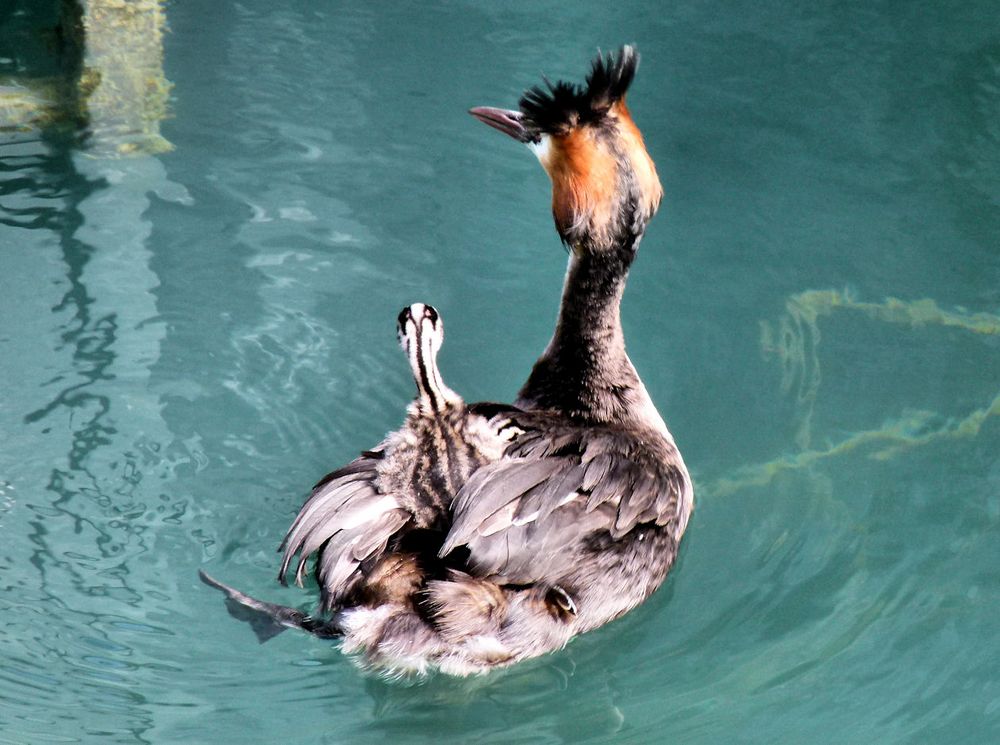 Entenmutter mit Küken im Bodensee von Pintubi 