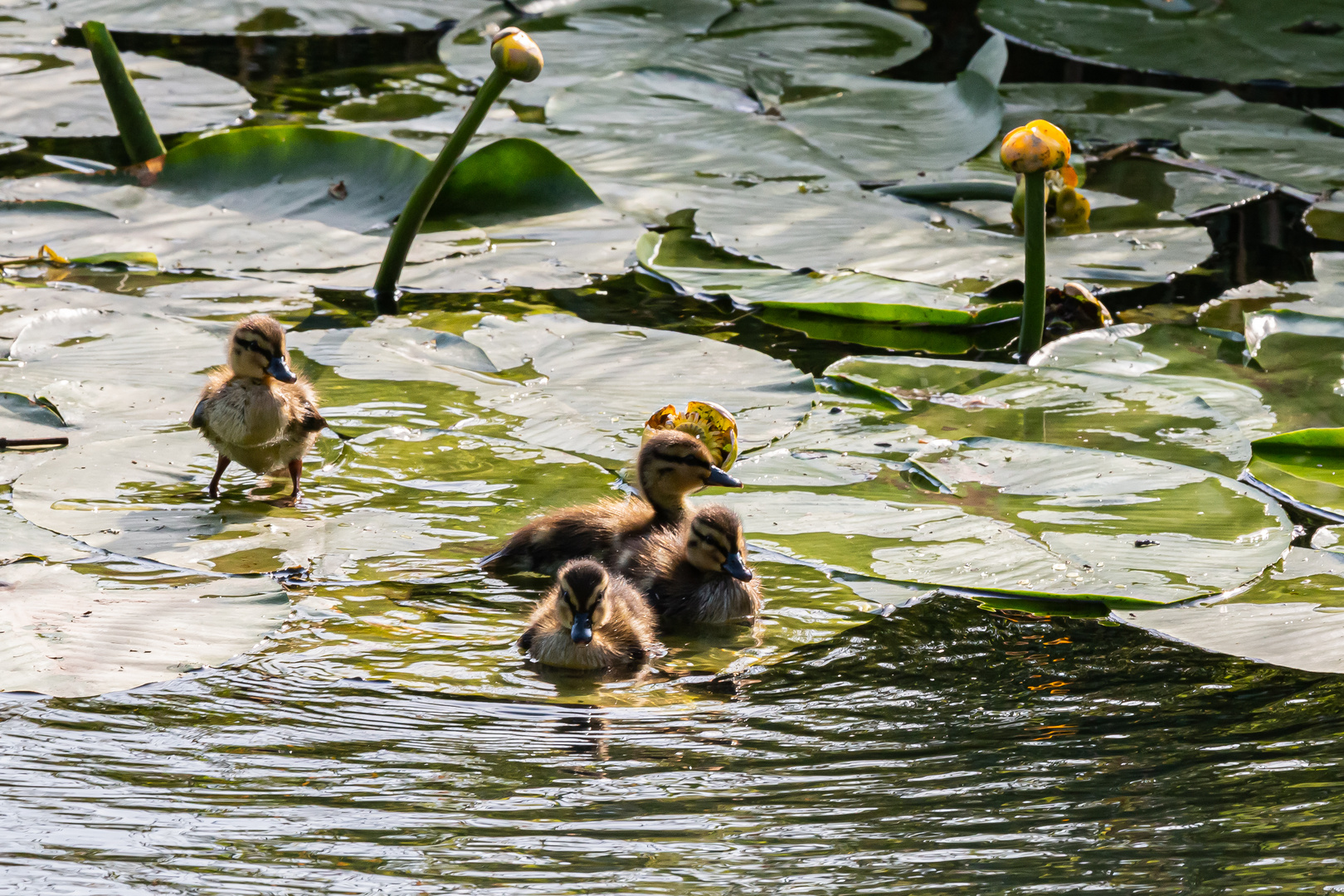 Entennachwuchs auf der Oker