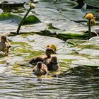 Entennachwuchs auf der Oker