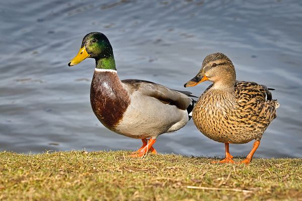 Entenpaar am Alzeyer Weiher