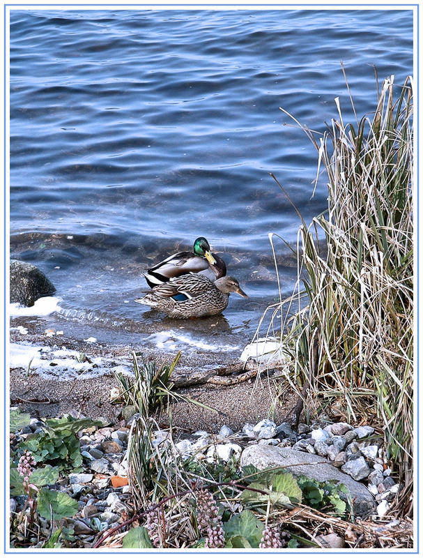 Entenpaar am Dieksee