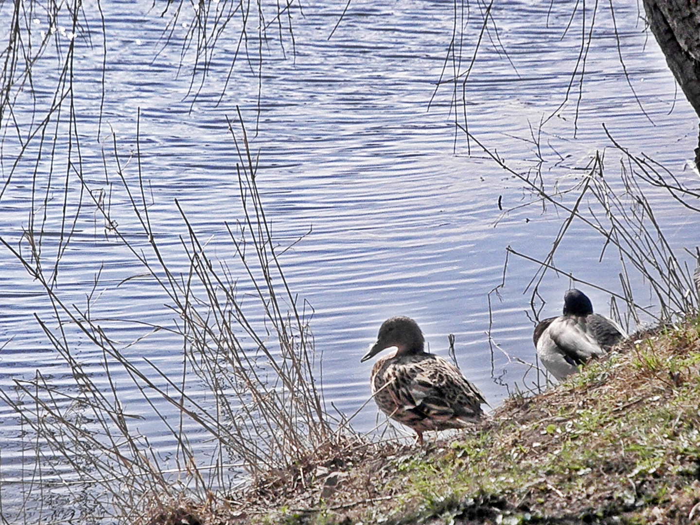 Entenpaar am Teich