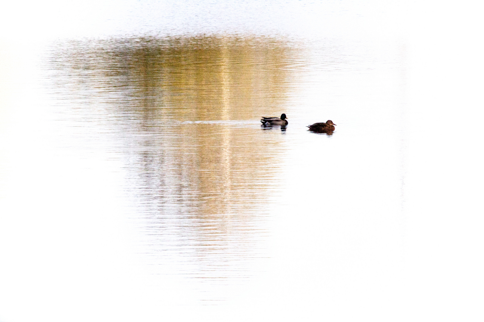 Entenpaar auf dem See