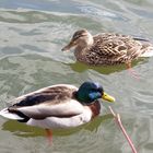 Entenpaar auf der Donau 