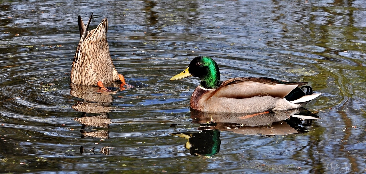 Entenpaar bei der  Futtersuche in unserem Dorfweiher ......