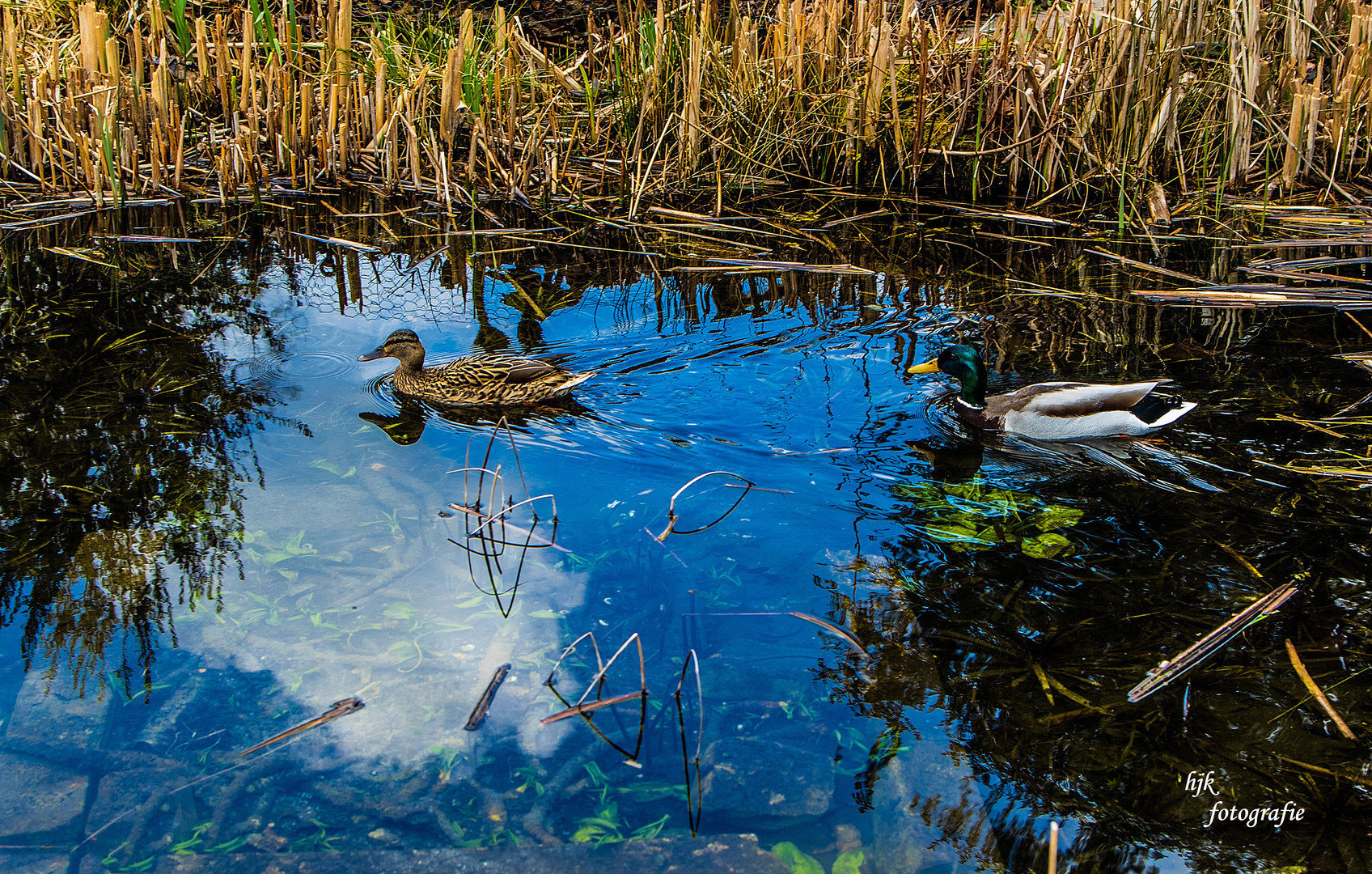 Entenpaar im Froschteich ..