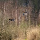 Entenpaar im Vorbeiflug