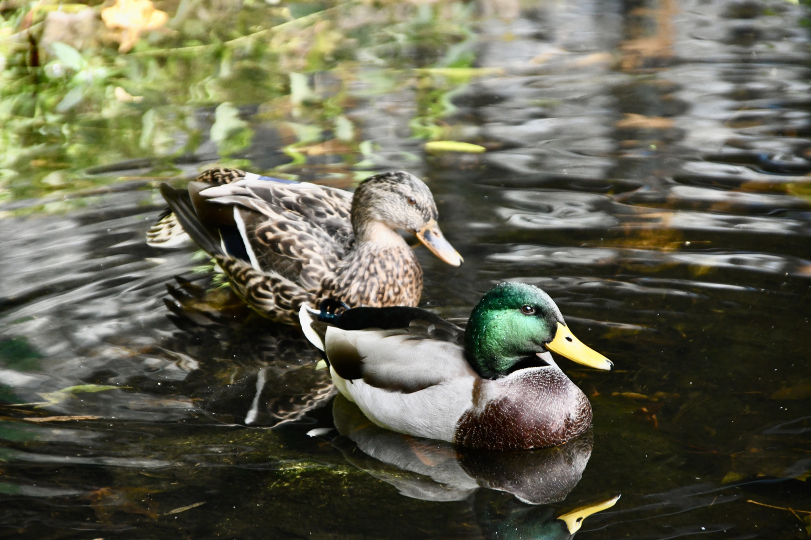 Entenpärchen :-)