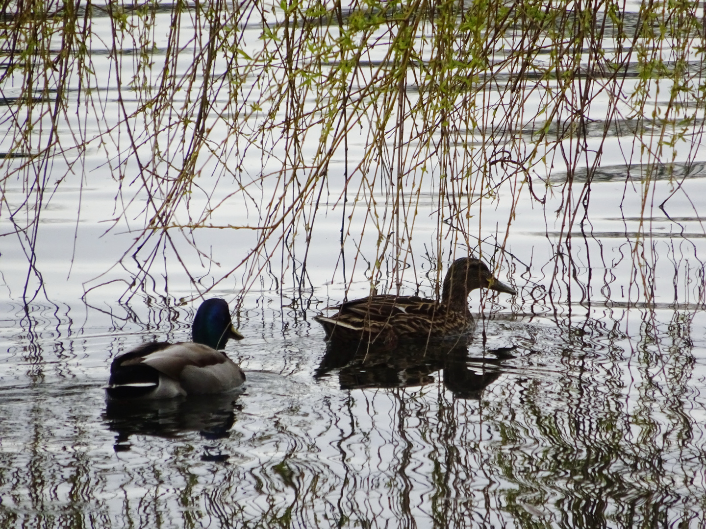 Entenpärchen am Seepark Freiburg