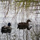 Entenpärchen am Seepark Freiburg