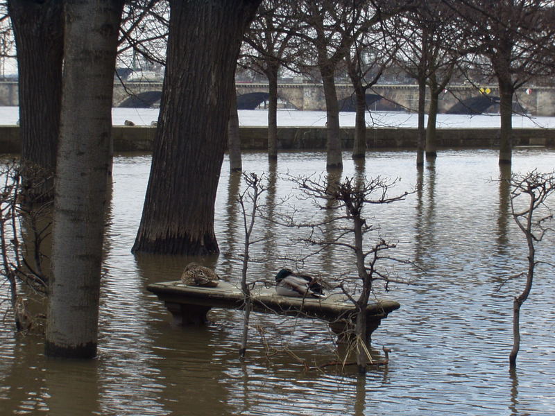 Entenpärchen auf Wasserbank