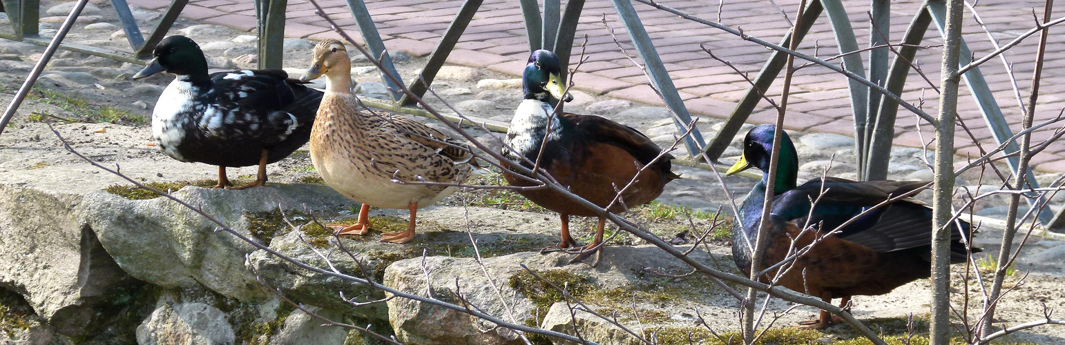 Entenparade beim Sonnenbad