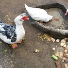 Entenparadies: Futter für alle