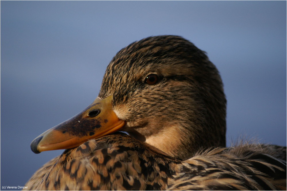 Entenportrait