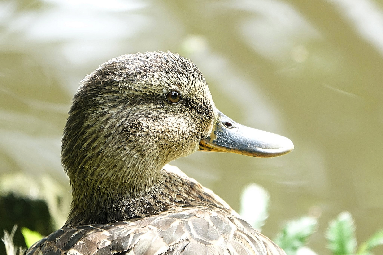 Entenportrait 