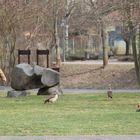 Entenpredigt oder eine Szene im Park