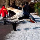 ENTENPROMENADE AM AMMERSEE