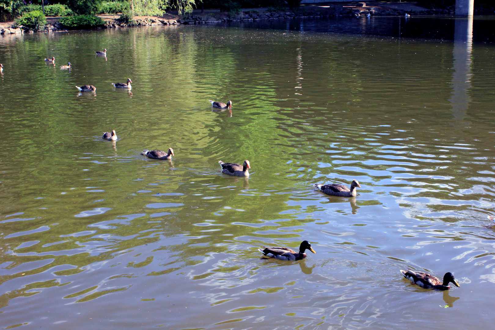 Entenrennen im Freizeitpark Wiehl :-))