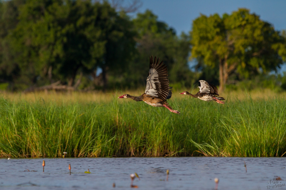 Entenrennen - Sporen Gans (Spur-winged-Goose)