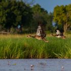 Entenrennen - Sporen Gans (Spur-winged-Goose)