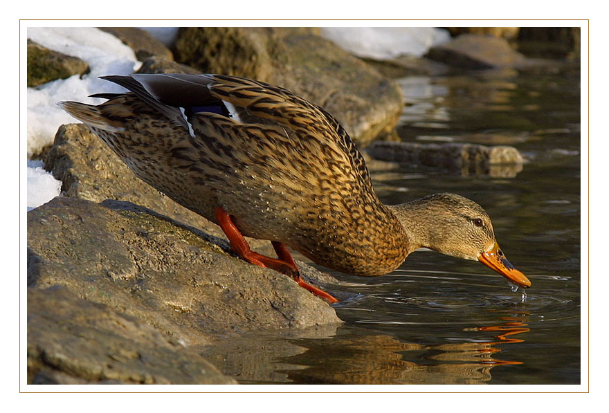 EntenSchluck - SchluckEnte