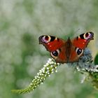 Entenschnabel-Felberich und Tagpfauenauge