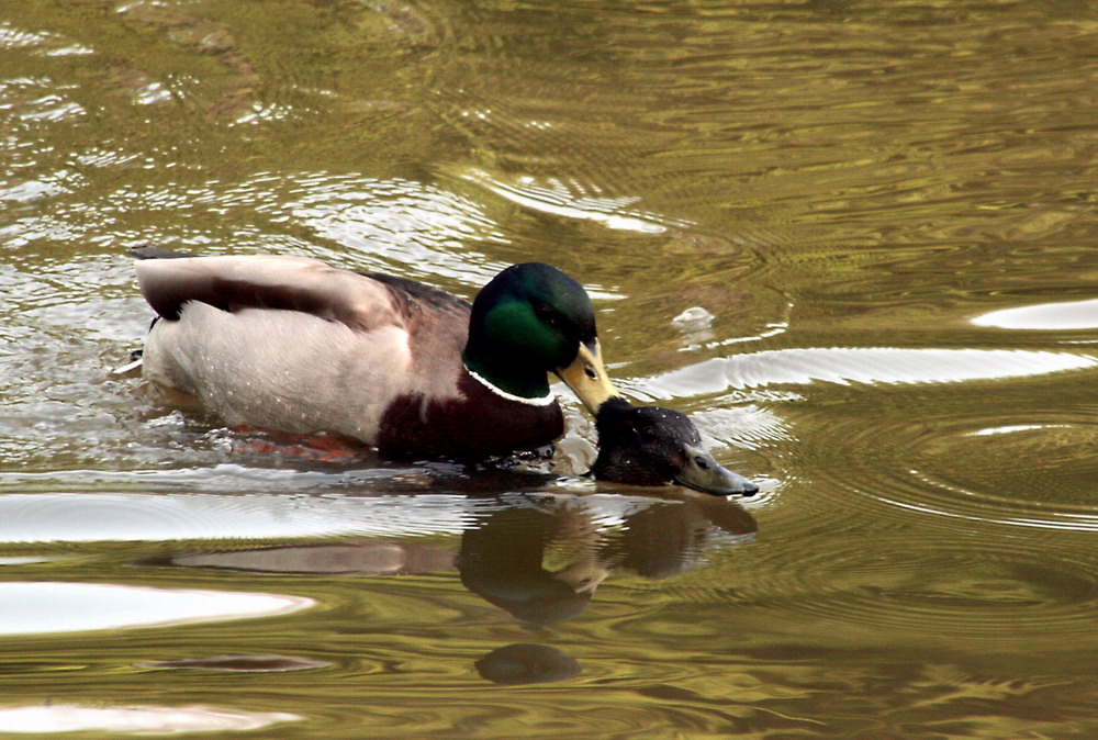 Entensex im Stadtgartenweiher