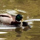 Entensex im Stadtgartenweiher