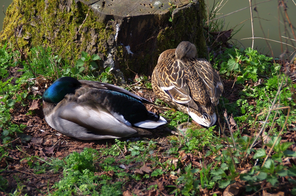 Entensiesta