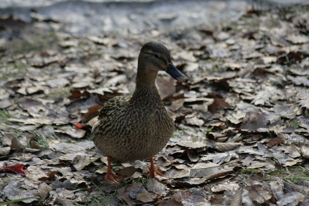 Entenspaziergang