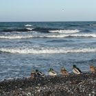 Entenspaziergang am Strand