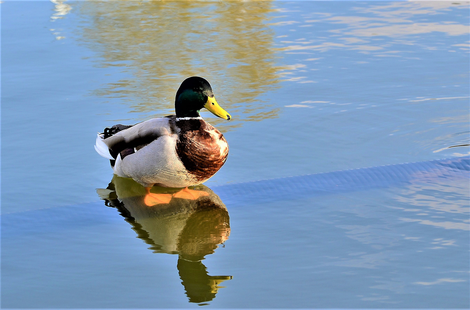 Entenspiegelung im See