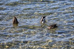 Ententanz auf dem Bodensee