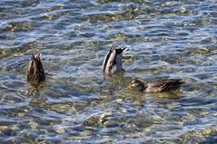 Ententanz auf dem Bodensee