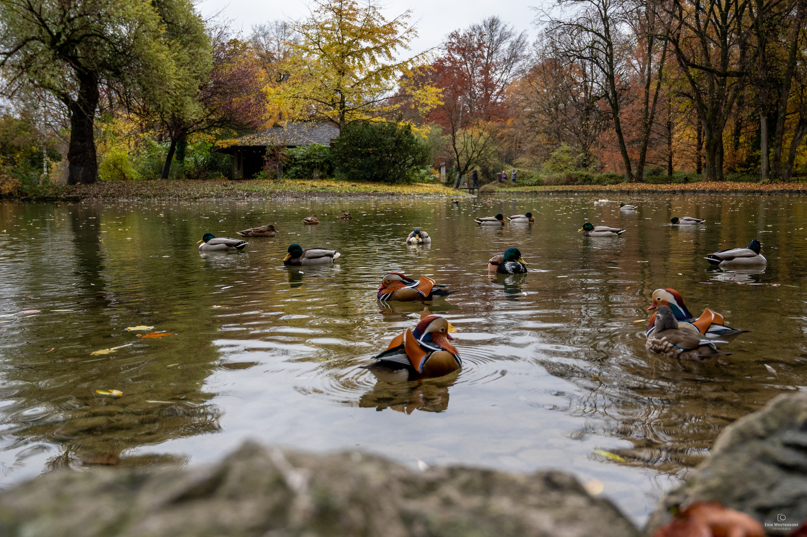 "Ententanz" im englischen Garten