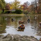 "Ententanz" im englischen Garten