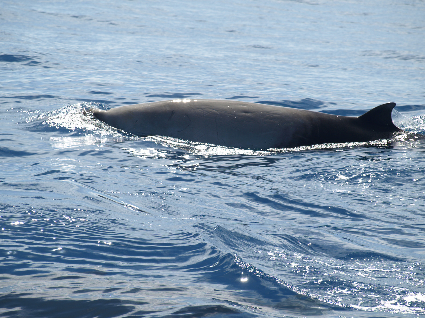 Ententeich auf der Drake Passage