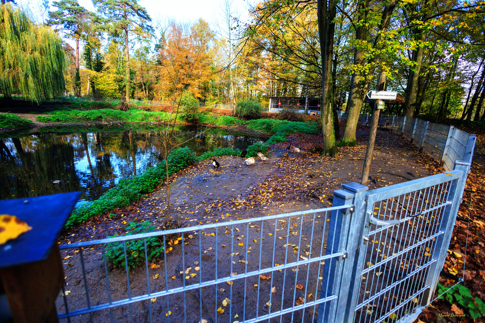 Ententeich Foto & Bild landschaft, bach, fluss & see, see, teich