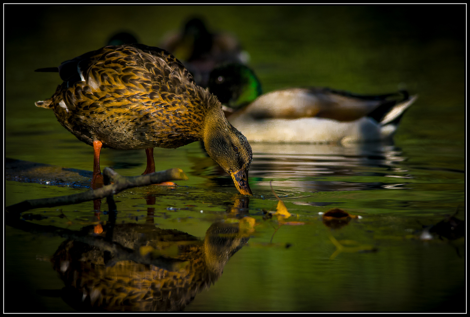 Ententeich Foto & Bild tiere, zoo, wildpark & falknerei, vögel Bilder