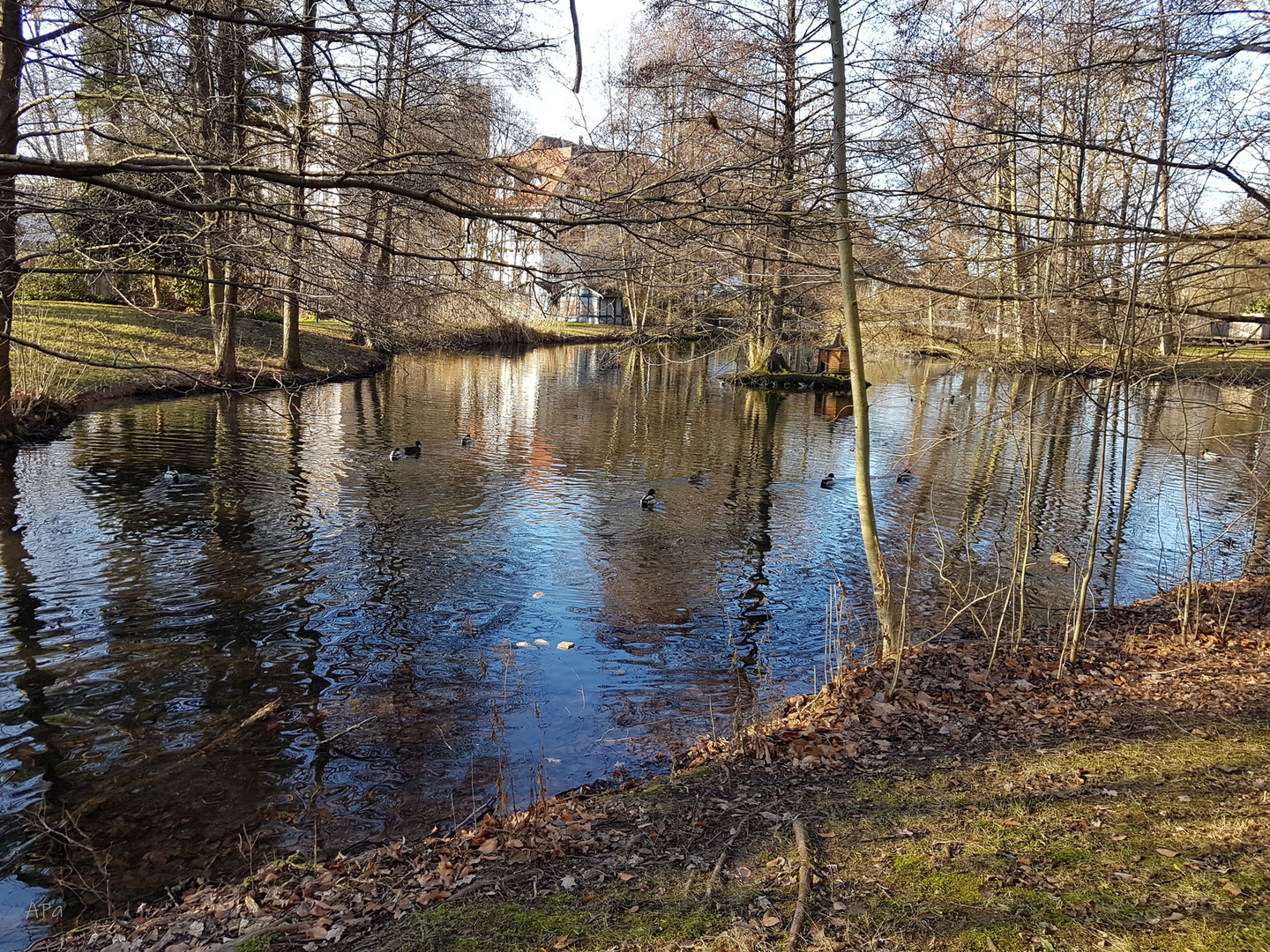 Ententeich im Parkschlösschen