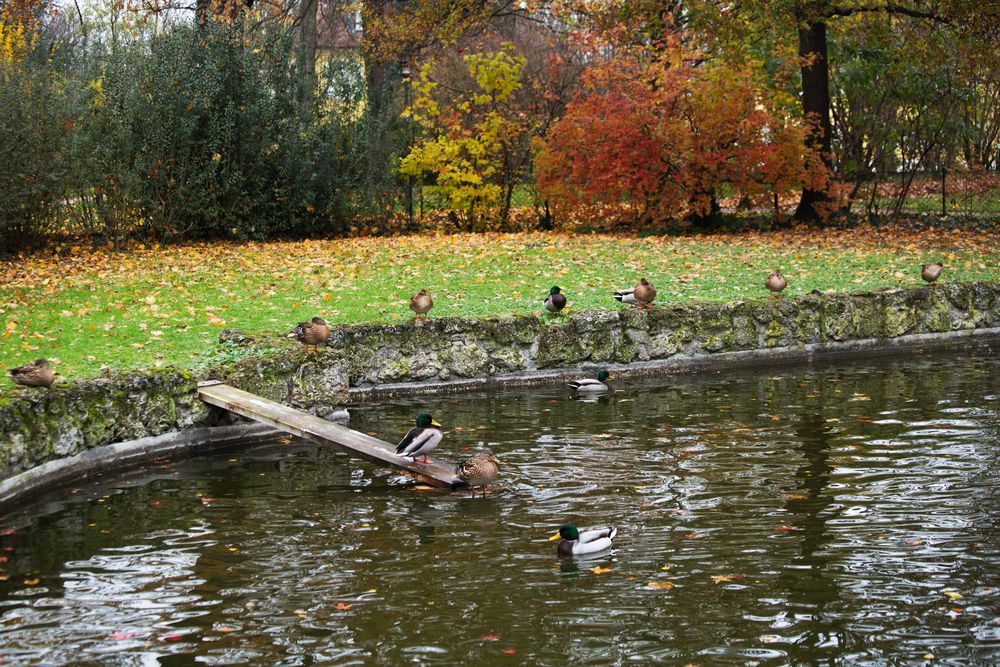 Ententeich im Schlossgarten Foto & Bild natur, ententeich, bruchsal