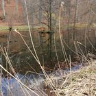 Ententeich im Stadtpark