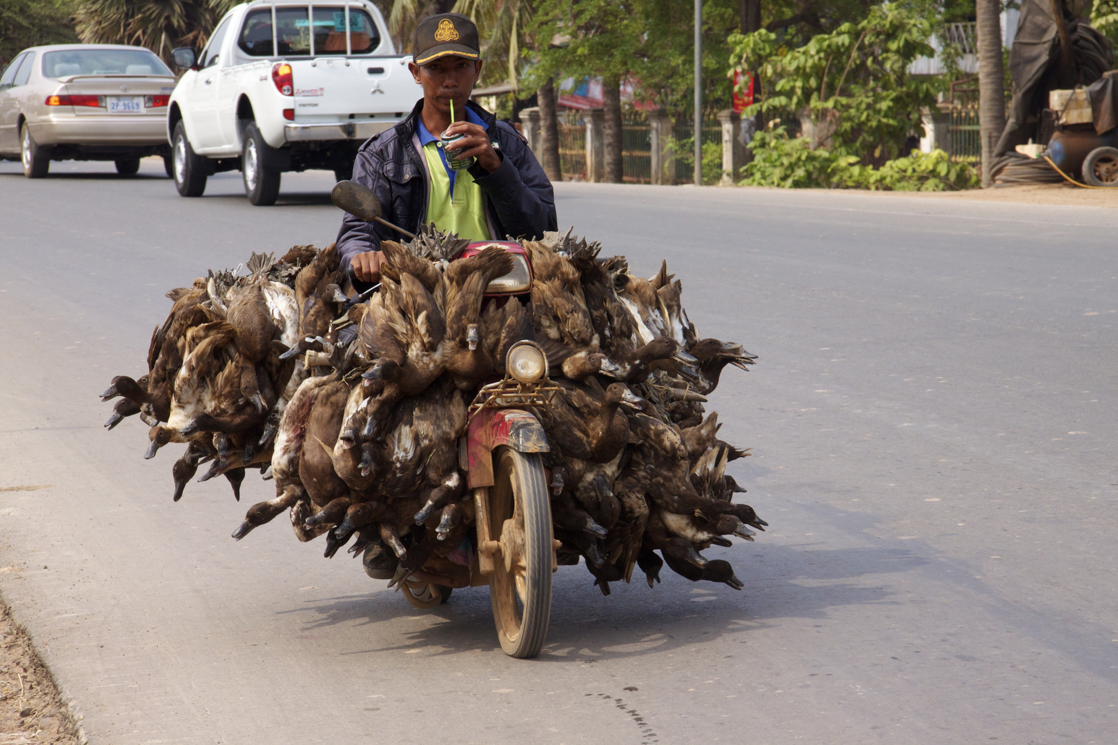 Ententransport auf dem Motorrad