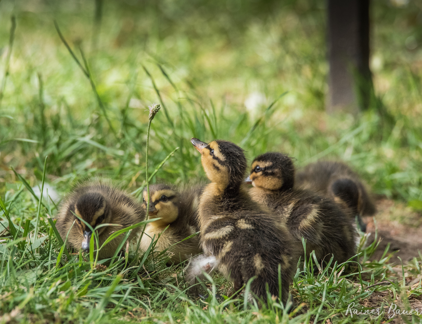 Ententruppe