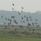 Entenwanderung am Bodden