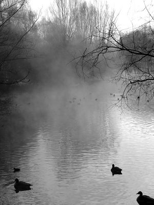 Entenweiher an der Ruhr in Mülheim