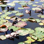 Enten....zwischen wachsenden Lotusblumen-Pflanzen