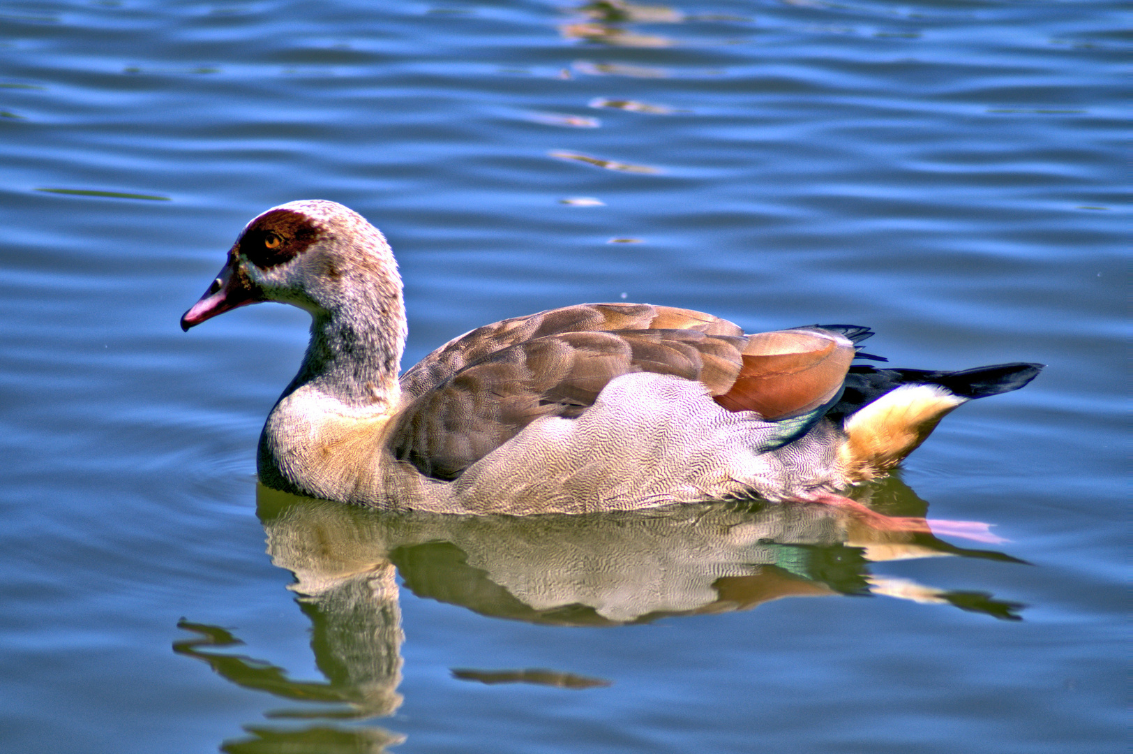 Ente:Oder besser Nilgans