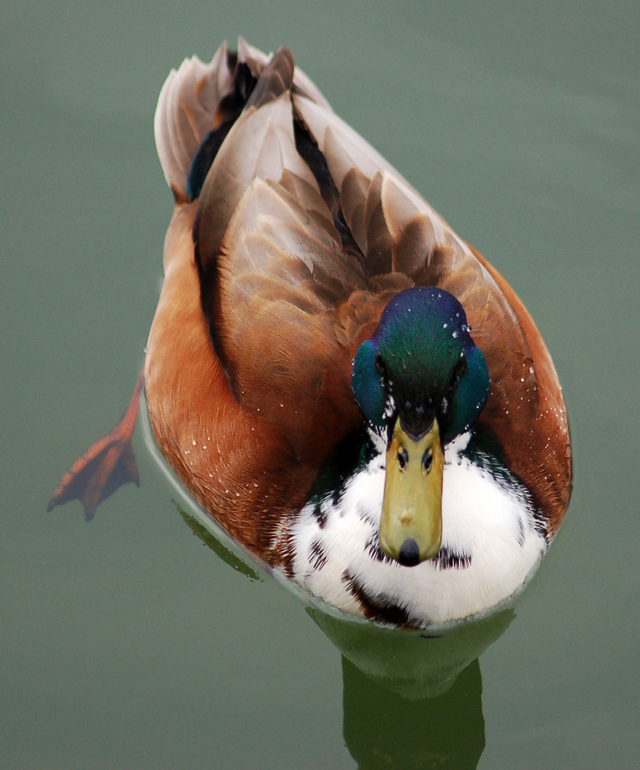 Enterich im Maschsee